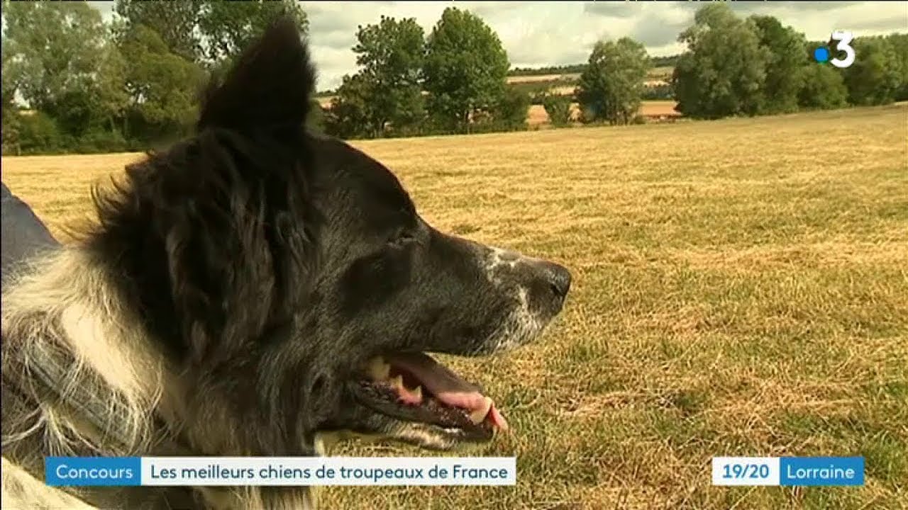 Les Meilleurs Chiens De Troupeaux En Competition Youtube