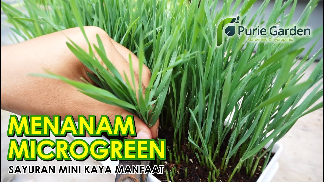 Cara Menanam Microgreens Mudah Banget!! KAYA MANFAAT | Growing