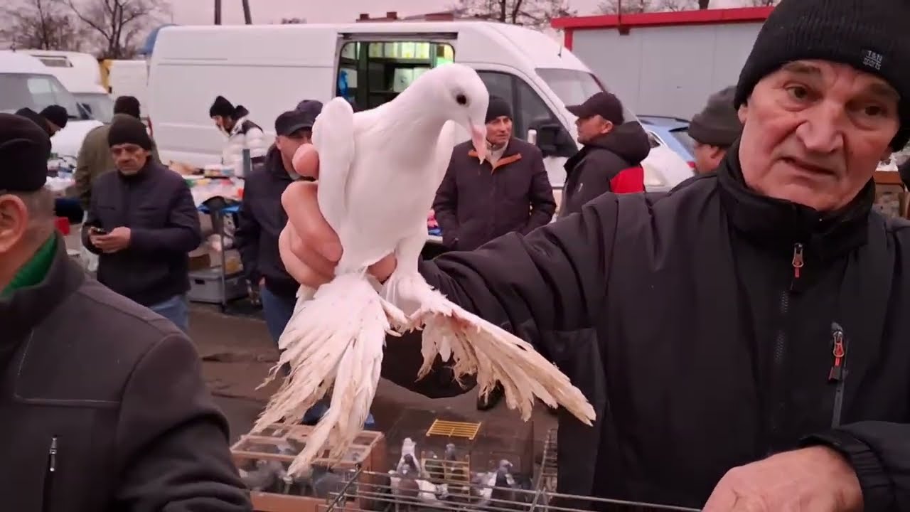 Targowisko z Gołębiami Skierniewice prze potworny rynek 3/4
