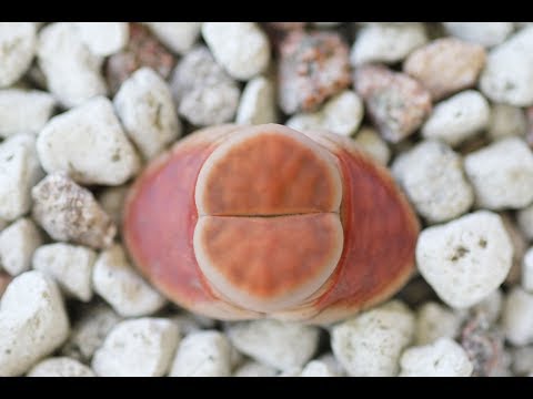 Video: Lithops (53 Bilder): Typer Og Reproduksjon Av 