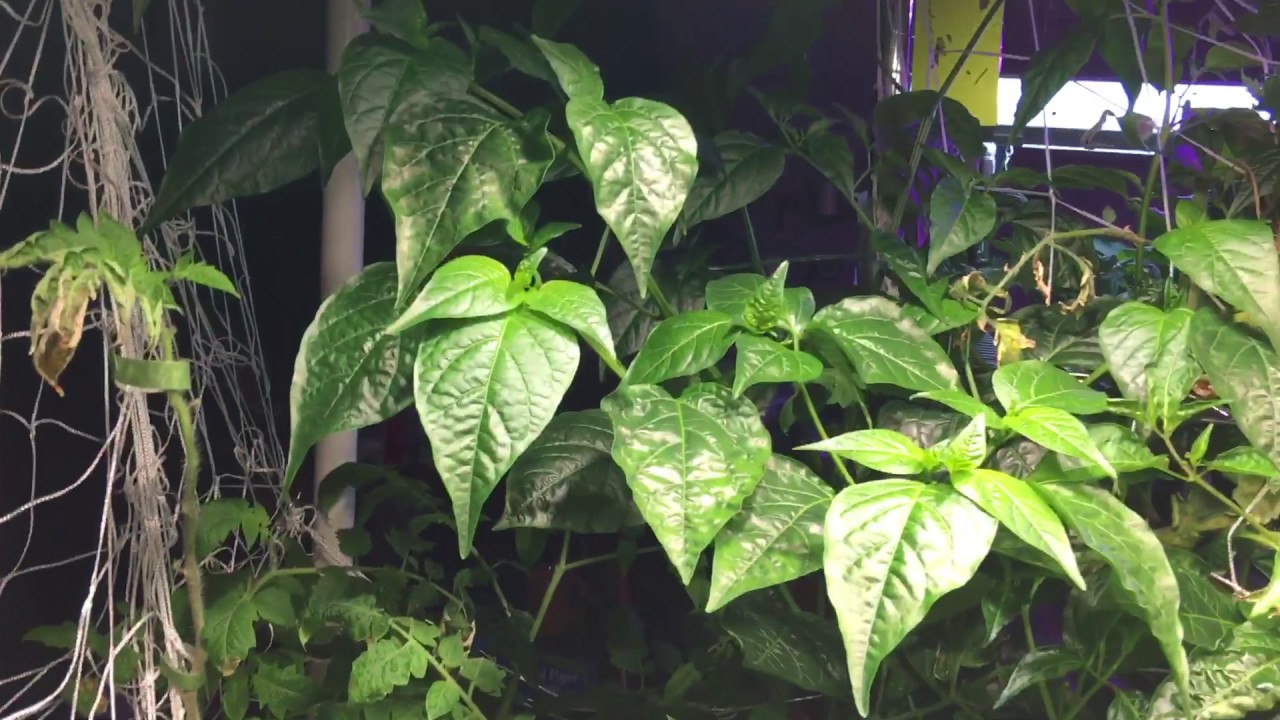 Daily Rapid Garden View 🍉May 28, No-Spill Revolution