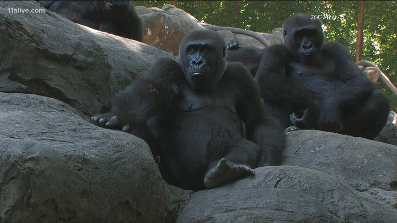 18 gorillas at Atlanta's zoo have contracted COVID