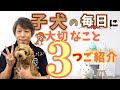 【子犬のしつけ】子犬の暮らしに大切な3つの習慣。子犬にとって大切な時間とは？