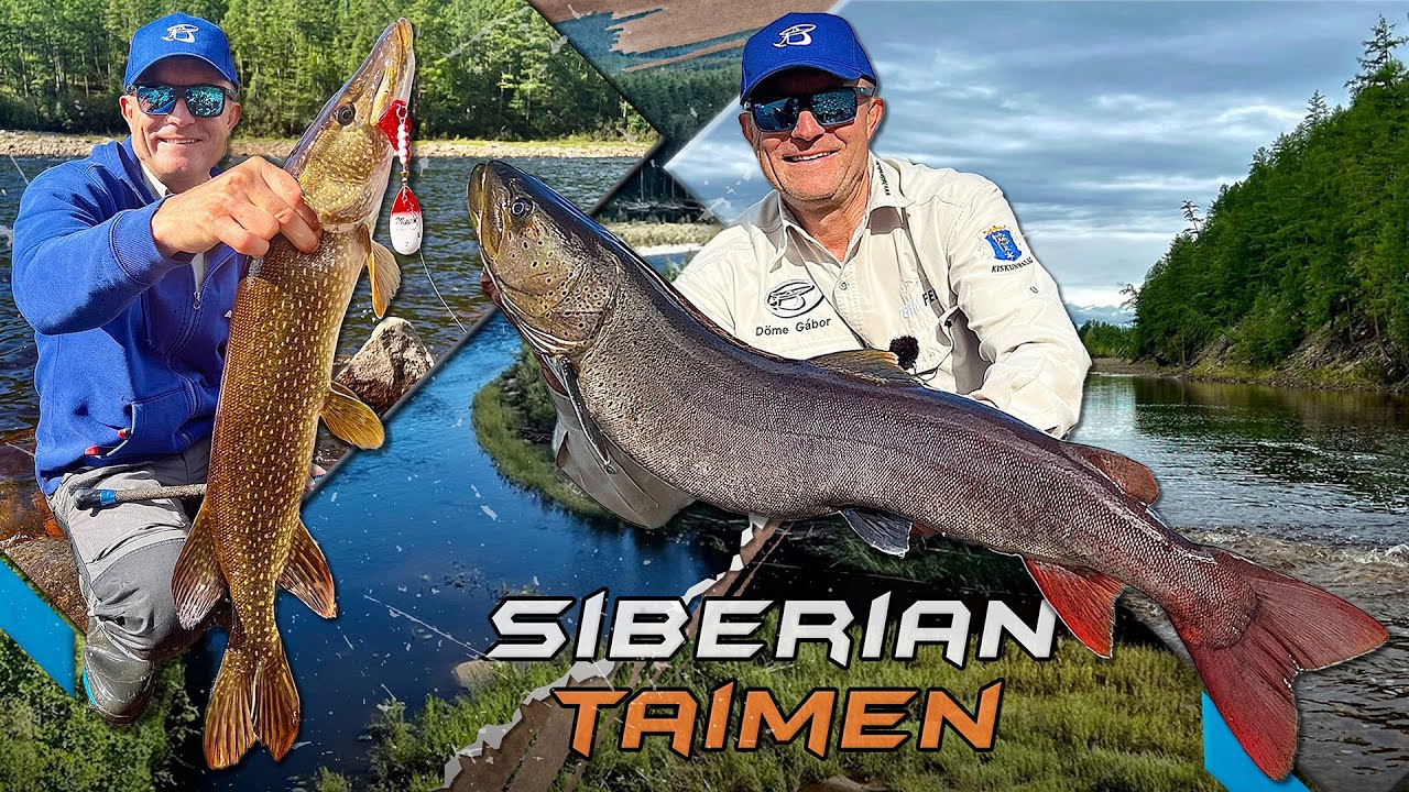 Габор Деме – Сибирский таймень