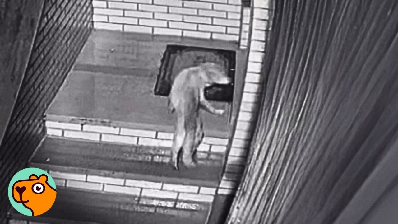Security Camera Catches Stray Doh Sneaking Into House at 3AM | 3 Best Stories