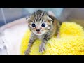 17-Day-Old Rescue Kitten Only 100g at 2 Weeks… An Amazing Change!