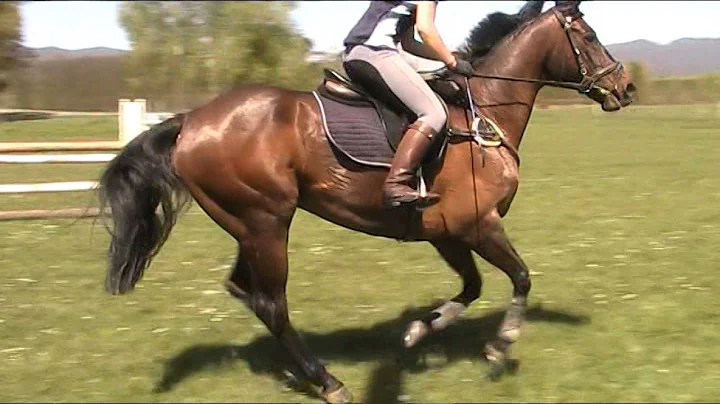 Spock Training 1m-1.15m