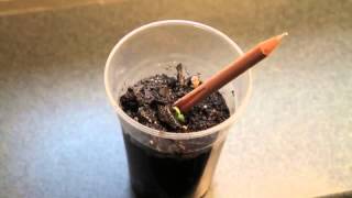 Sprout Pencil