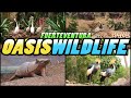 OASIS WILDLIFE Tour - Fuerteventura - Canary Islands(4K)