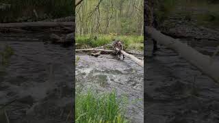 Экстремальная рыбалка на хариуса в Усть-кане #хариус #устькан #речка #рыбак