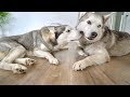 Gohan Meets a Siberian Husky! (Best Friends!)