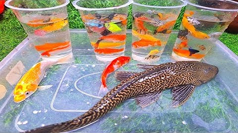 Unboxing ikan hias, ikan cupang, ikan mas koi, ikan guppy, ikan mas koki, ikan mas, ikan lele albino
