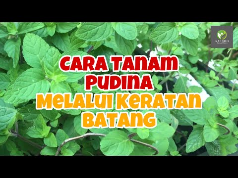 CARA TANAM POKOK PUDINA GUNA KERATAN BATANG | BUAT PENGAKARAN TERLEBIH DAHULU