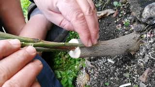 Citrus, lemon, orange, mandarin grafting. Tree grafting technique