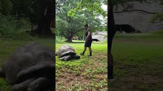 Biggest Tortoise Ive Ever Seen In Kenya