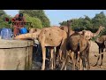 Mizari camels at water pond  diversity of thar