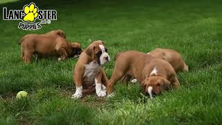 Gorgeous Boxer Puppies