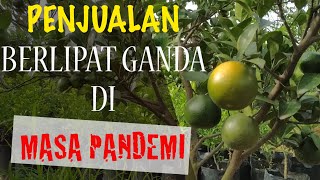Download Lagu Tips Jualan Bibit Tabulampot - Omset Berlipat Di Masa Pandemi MP3 Download Lagu Tips Jualan Bibit Tabulampot - Omset Berlipat Di Masa Pandemi MP3