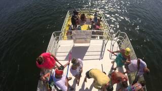Dolphin Cruise Fun Boat 6 17 15 3PM