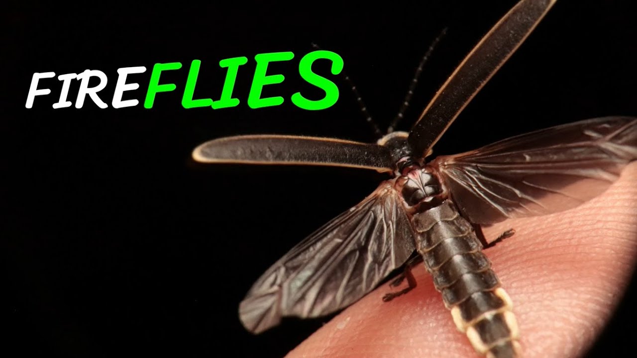 The glowing Fireflies!