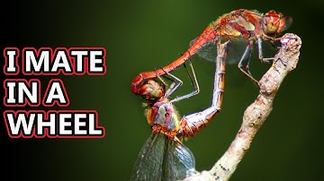 Dragonfly facts: neither dragons nor flies | Animal Fact Files