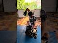 MMA Sparring to Improve Fight IQ #mma #boxing #kickboxing #muaythai #fighting #striking #shorts