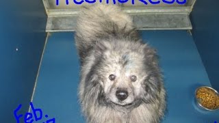 NY 101 Keeshond Rescue of February 2017 - 22 Dogs get TLC at OSSVH