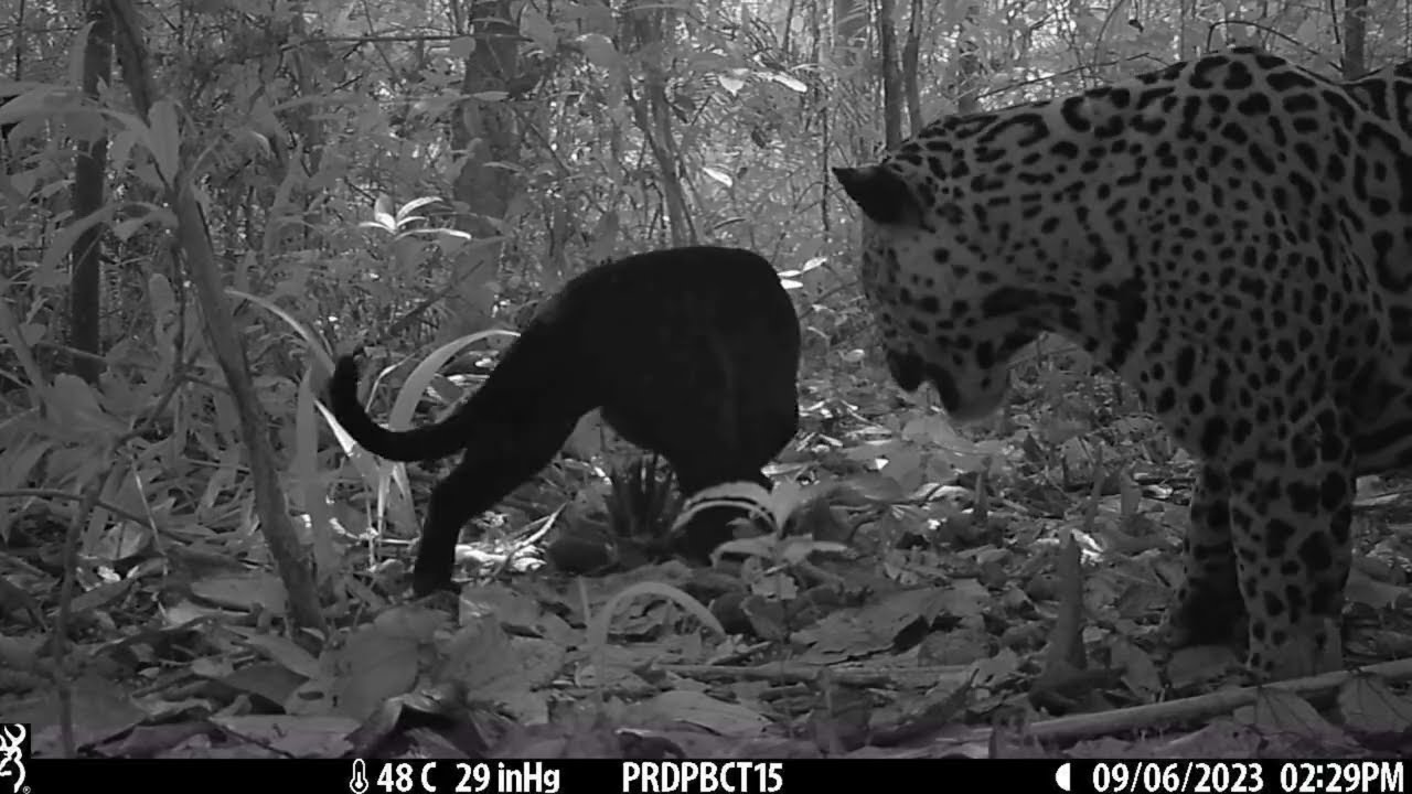 Jaguar love in the wild: First footage of a wild black jaguar mating