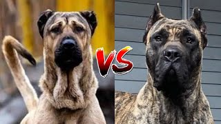 Kangal vs. De Presa Canario: Clash of the Titans - Which Breed Reigns Supreme? by Animella 1,824 views 4 months ago 5 minutes, 6 seconds