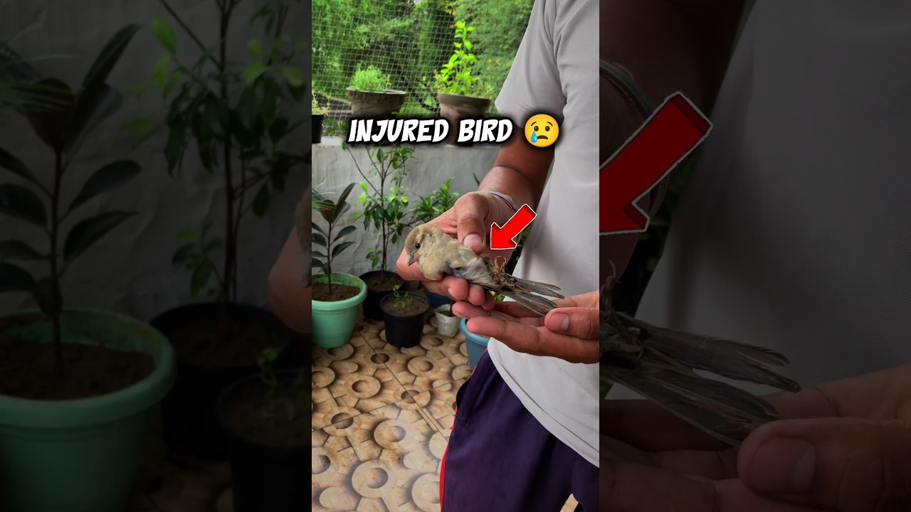 I Rescued an Injured Bird 😢 