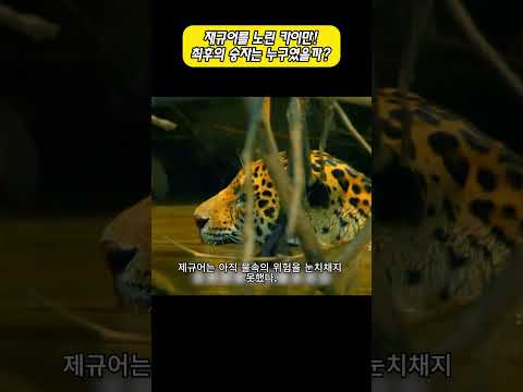 재규어를 노린 카이만! 최후의 승자는 누구였을까? thumbnail
