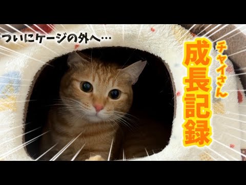 ちゃいさん専用
収納付きベットフレーム(セミダブル) 営業終了後のチャイさん界隈。｜Rescue Cats After Dark - YouTube