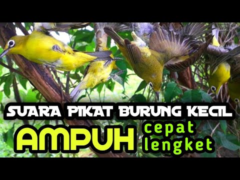 suara pikat burung kecil AMPUH cepat dapat. 