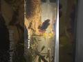BETA FISH BREEDING || MALE BETA FISH ||FEMALE BETA FISH|| WILD BETA|| #worldfish  #fishkeepinghobby
