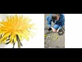 Кульбабка на галявині
