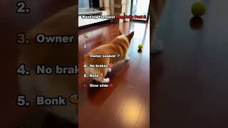 Ranking Funniest Dog Fails Part 2 🐶 #dogfails #dogs #funnydogs #shorts