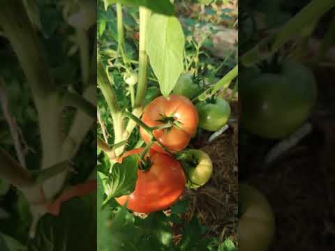 Video: Krasnobay (tomat): egenskaper og trekk ved sorten