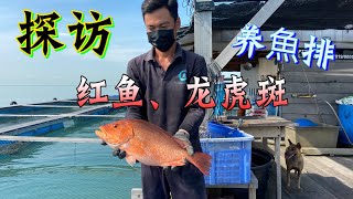 探访槟城最小的养鱼排，红鱼和龙虎斑，一起来了解......