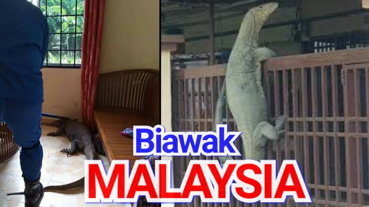 Ragam Si Kucing Oyen Datang Minta Makan Jadi Viral - YouTube