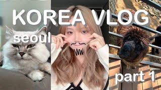 korea vlog seoul part 1 - cats, valorant, alpacas & more