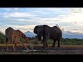 Elefante vs jirafa - Elephant vs Giraffe