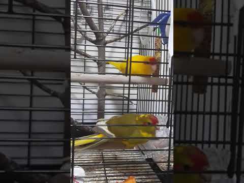 Какарики попугаи ,красивые птички