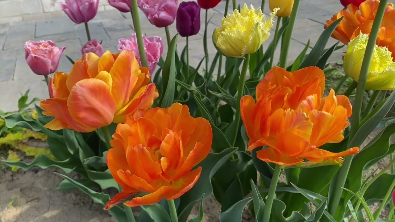 Orca та Orange Princess - порівняння тюльпанів