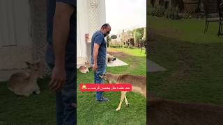 حد عنده حل للغزلان ده أجمل غزالة فى حديقة الدكتور حسام أبو العطا دكتور جراحة التجميل love deer