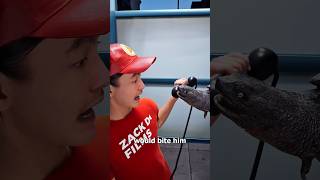 Snapping Turtle Robbery 🤔 (3D Animation) #shorts