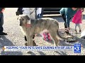 Take care of your fireworks-fearing pets this July 4th