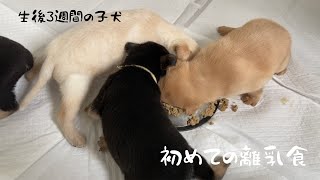 初めての離乳食にがっつく子犬たち【生後3週間】