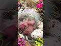 ツバメのヒナ誕生🐣#かわいい #ヒナのあくび#うれしい #ご報告 #ツバメ #人工巣 #癒し #つばめ