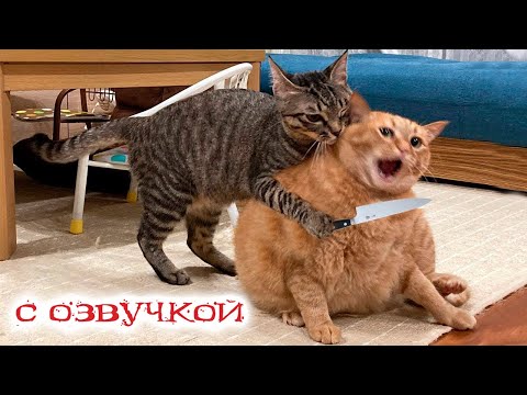 ПРИКОЛЫ С КОТАМИ! Самая смешная ОЗВУЧКА ЖИВОТНЫХ! СМЕШНЫЕ КОТЫ с озвучкой! СМЕХОТА ДО СЛЁЗ!