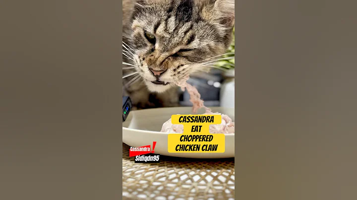 Watch the video about Maine coon cat try to eat choppered chicken claw #cat #catbreed #mainecoon #mainecooncats